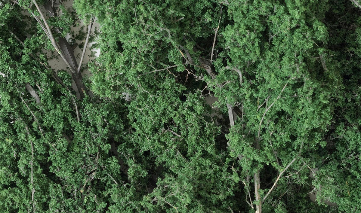Woodland Scenics Fine Leaf Foliage, Dark Green/75 cu. in. - WOOF1130
