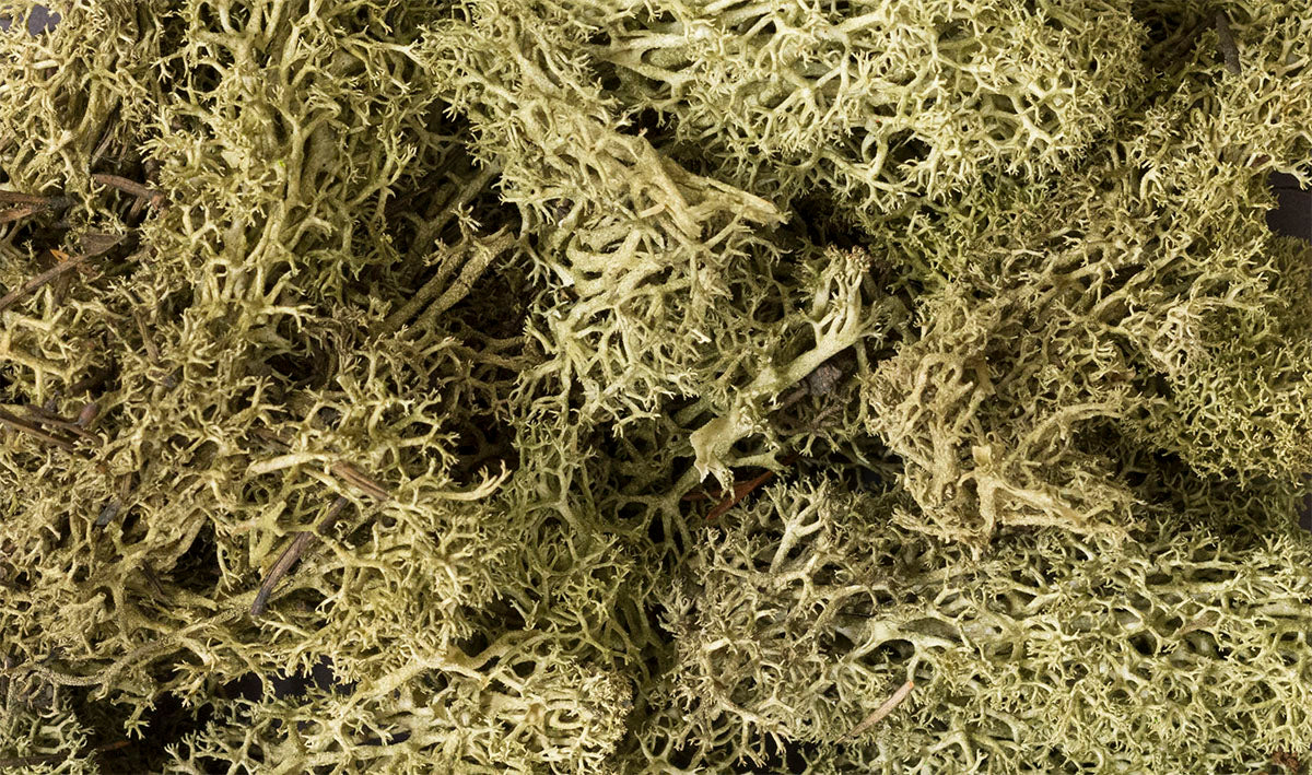 Woodland Scenics Lichen Bag, Spring Green/82 cu. in. - WOOL161