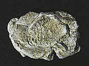 Woodland Scenics Rock Molds - 5 x 7" 12.7 x 17.7cm -- Wind Rock - WOOC1237