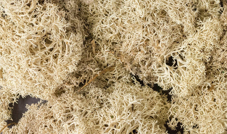 Woodland Scenics Lichen Bag, Natural/82 cu. in. - WOOL166