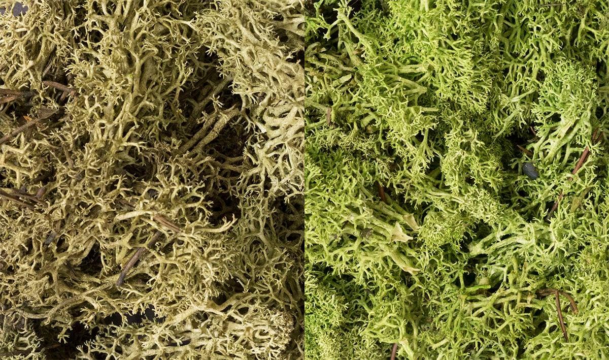 Woodland Scenics Lichen Bag, Light Green Mix/165 cu. in. - WOOL167